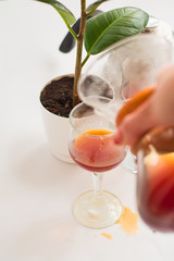 White background, flower in pot, strong black natural coffee in glassware prepared by alternative method from arabica beans.