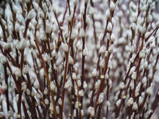Bundle of natural willow branches with buds, Easter background. © Sinica Kover