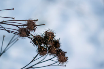 thorns on a Bush in winter on a clear day, Moscow
