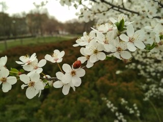 apple tree blossom