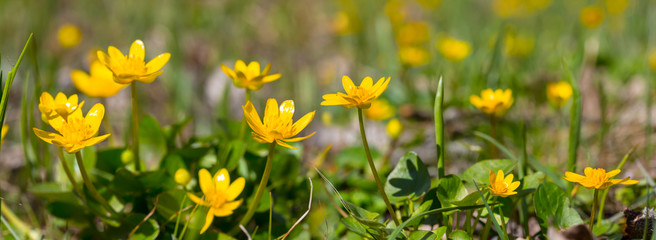 Obraz premium heap of beautiful yellow wild flowers in a grass, spring scene
