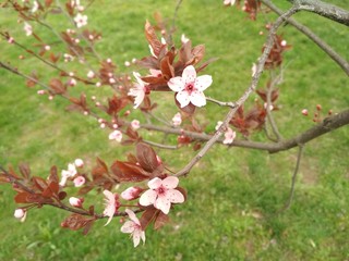 pink cherry blossom