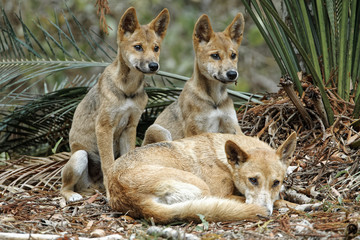 Dingo-Hündin lagert mit zwei Welpen unter Farn