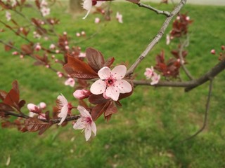 pink cherry blossom