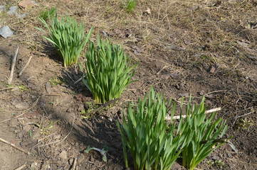 daffodils woke up from hibernation