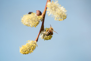 Pszczoła owad na wierzba. Wiosna Polska. © Piotr