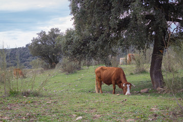 Naklejka premium Cow eating grass below a tree