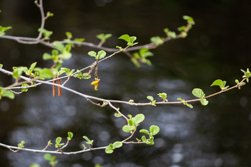 Green leaves of tree in spring with black background