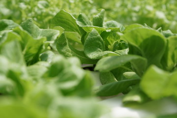 Leafy Green Vegetables 