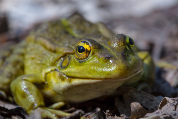 closeup huge frog sit on a ground