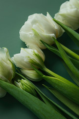 White tulips on green background
