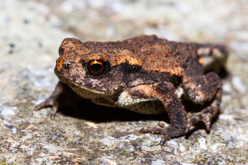 a very small toad walking