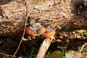 Red belt conk or red belted bracket fungus growing on a dead tree, Fomitopsis pinicola