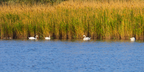 couple of white swan on a lake