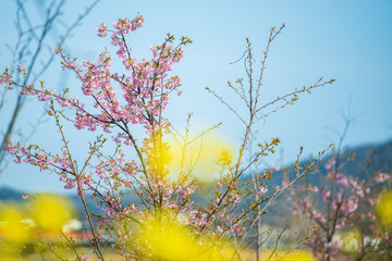 青空と菜の花【福岡県行橋市】