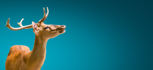 Banner with a graceful deer at sunset in blue gradient background with copy space, details, closeup