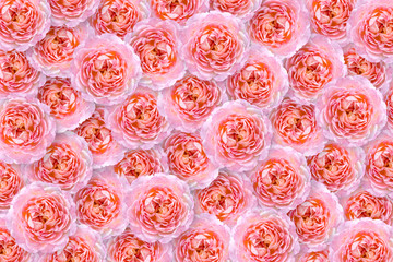 Natural floral background. Chaotic arrangement of buds. Flower pink rose.