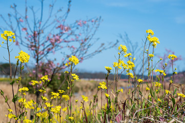 青空と菜の花【福岡県行橋市】