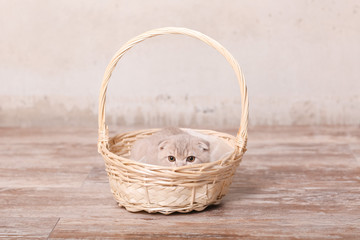 Fototapeta na wymiar Scottish fold cat and basket