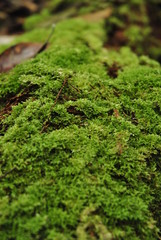 close up of moss on a tree trunk