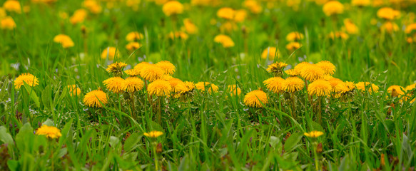closeup yellow dandelion flowers in a grass