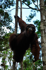 an alpha male of wild orangutan climbing in a tree canopy