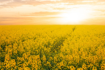 Fototapeta premium yellow rape field at the sunset, agricultural scene