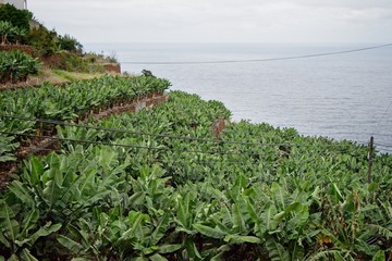 Fototapeta na wymiar Banana plantation on the island of La Palma
