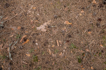 dried pine needles lies on the ground in the forest, texture