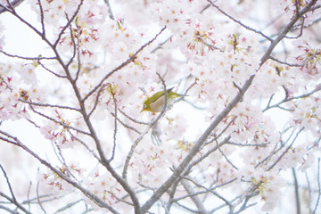 桜の花とメジロ