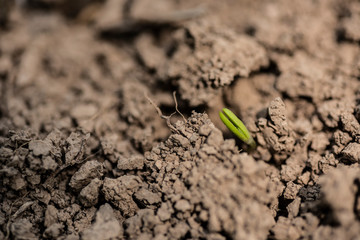 Green bud sprout from soil