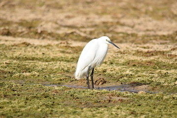 Fototapeta premium A bird looks for food in wet places