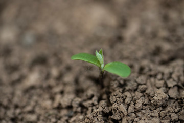 new green bud sprout from soil