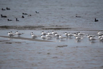 Seagulls surrounded on the beach