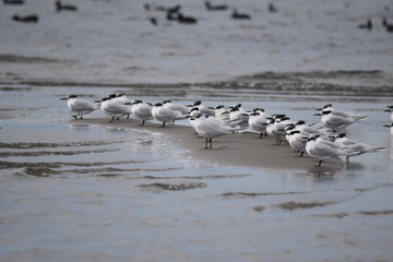 Seagulls on the beach