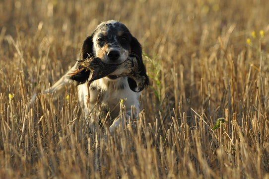 cachorro de setter ingl&eacute;s cobrando codorniz