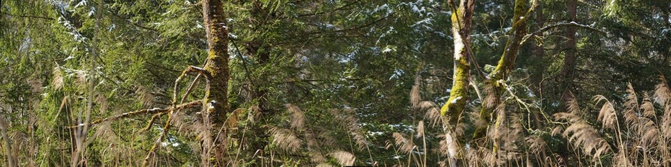 Moorlandschaft Eulenau