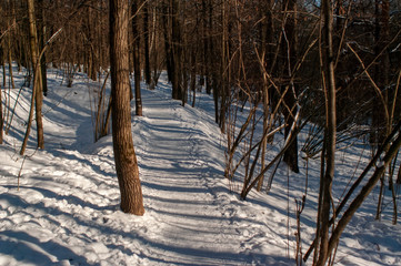 a lot of snow in the forest on a clear day, Moscow