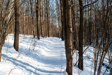 a lot of snow in the forest on a clear day, Moscow