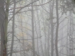 Summer forest in the fog