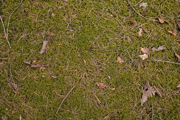green moss background texture beautiful in nature