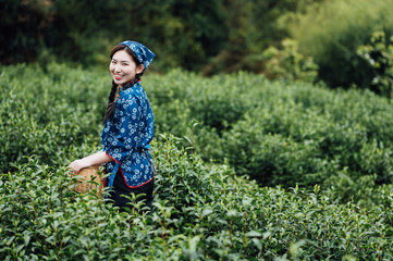 Young Asian girl picking white tea in the tea garden