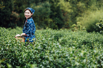 Young Asian girl picking white tea in the tea garden