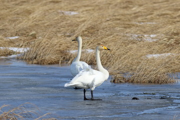 Whooper swans on vacation during the spring migration to the North of Siberia
