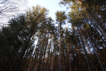 Bäume im Sonnenuntergang nahe dem Isenachweiher in der Pfalz