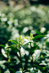 Fototapeta na wymiar White tea sprout