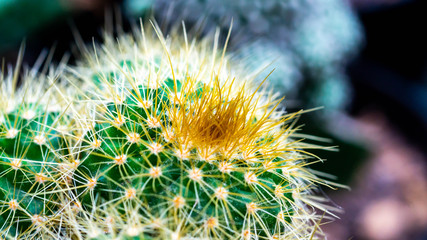 grafted cluster Notocactus leninghausii cactus in the nursery