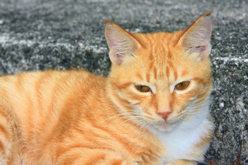 Fototapeta na wymiar 8 Nov 2008 the Street Cat at the island of hong kong
