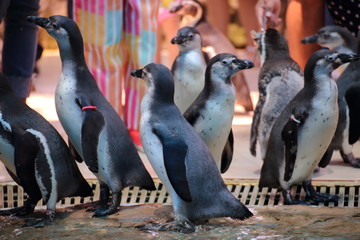 Penguins at Khao Kheow Open Zoo, Chon Buri, Thailand