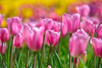 Fototapeta premium beautiful tulip flowers outdoor on field